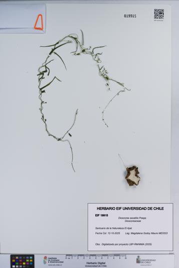 Dioscorea saxatilis [Espécimen: ]