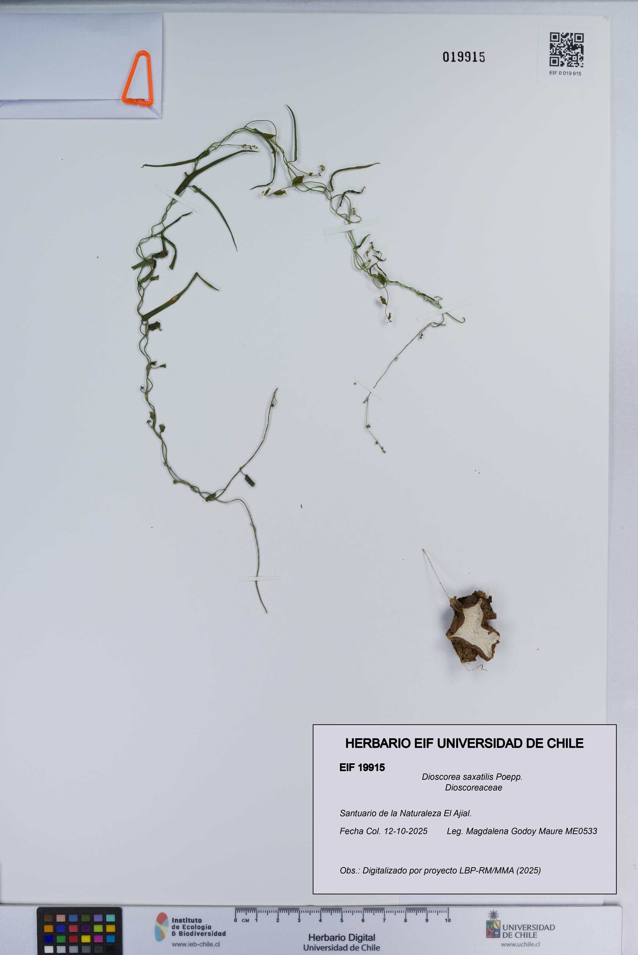 Dioscorea saxatilis [Espécimen: ]