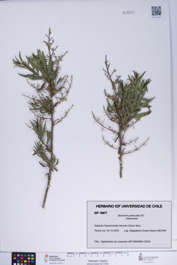 Baccharis paniculata [Espécimen: ]