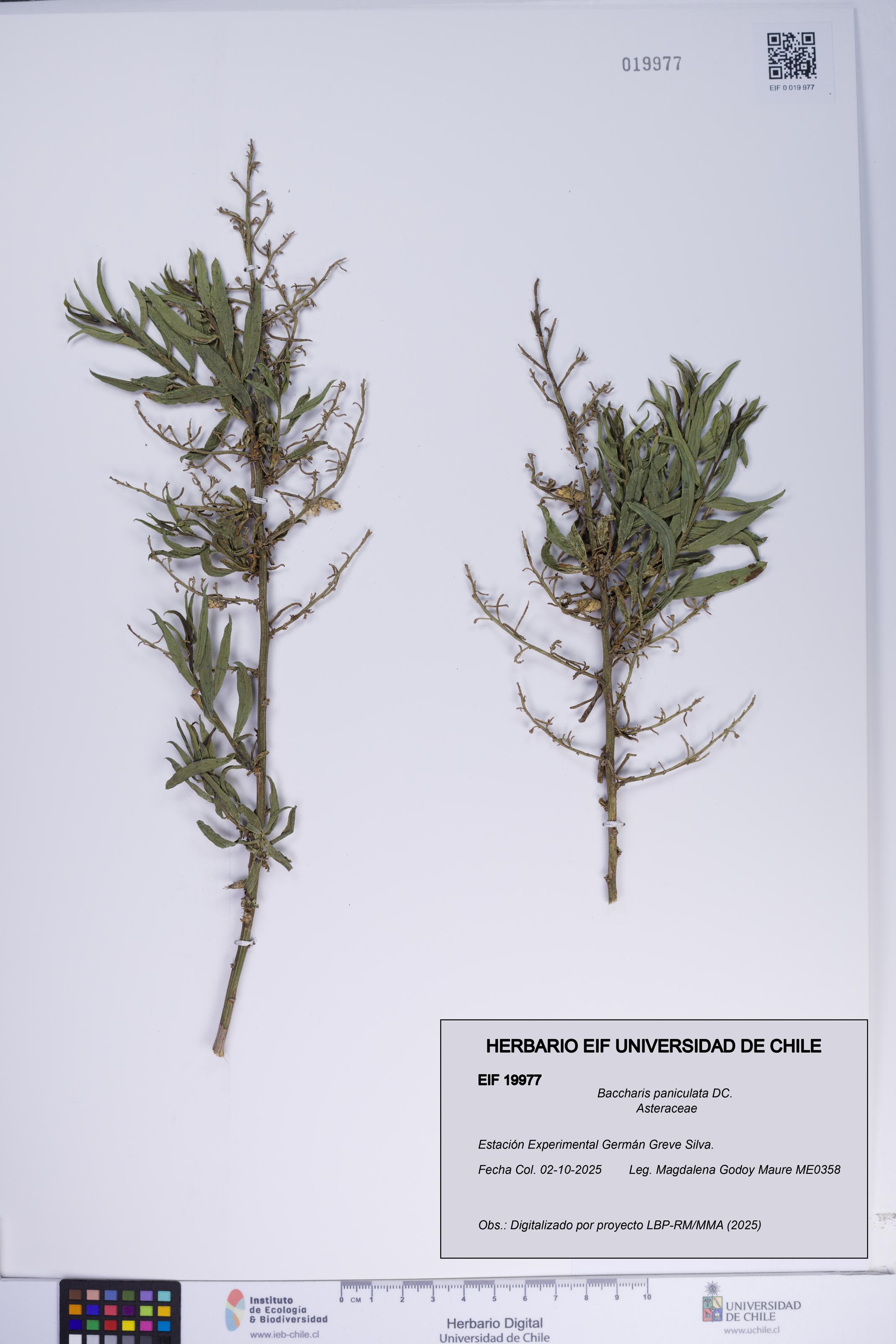 Baccharis paniculata [Espécimen: ]