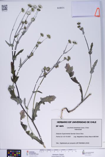 Leucheria tomentosa [Espécimen: ]