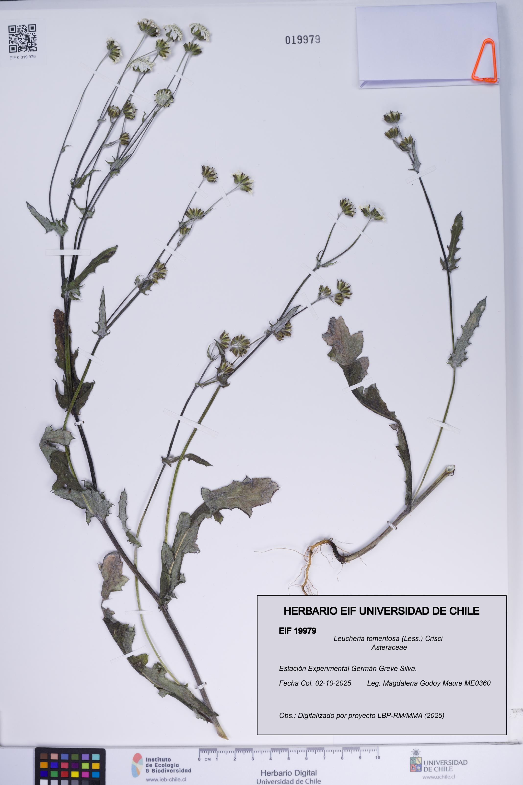Leucheria tomentosa [Espécimen: ]