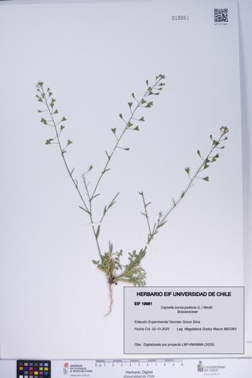 Capsella bursa-pastoris [Espécimen: ]