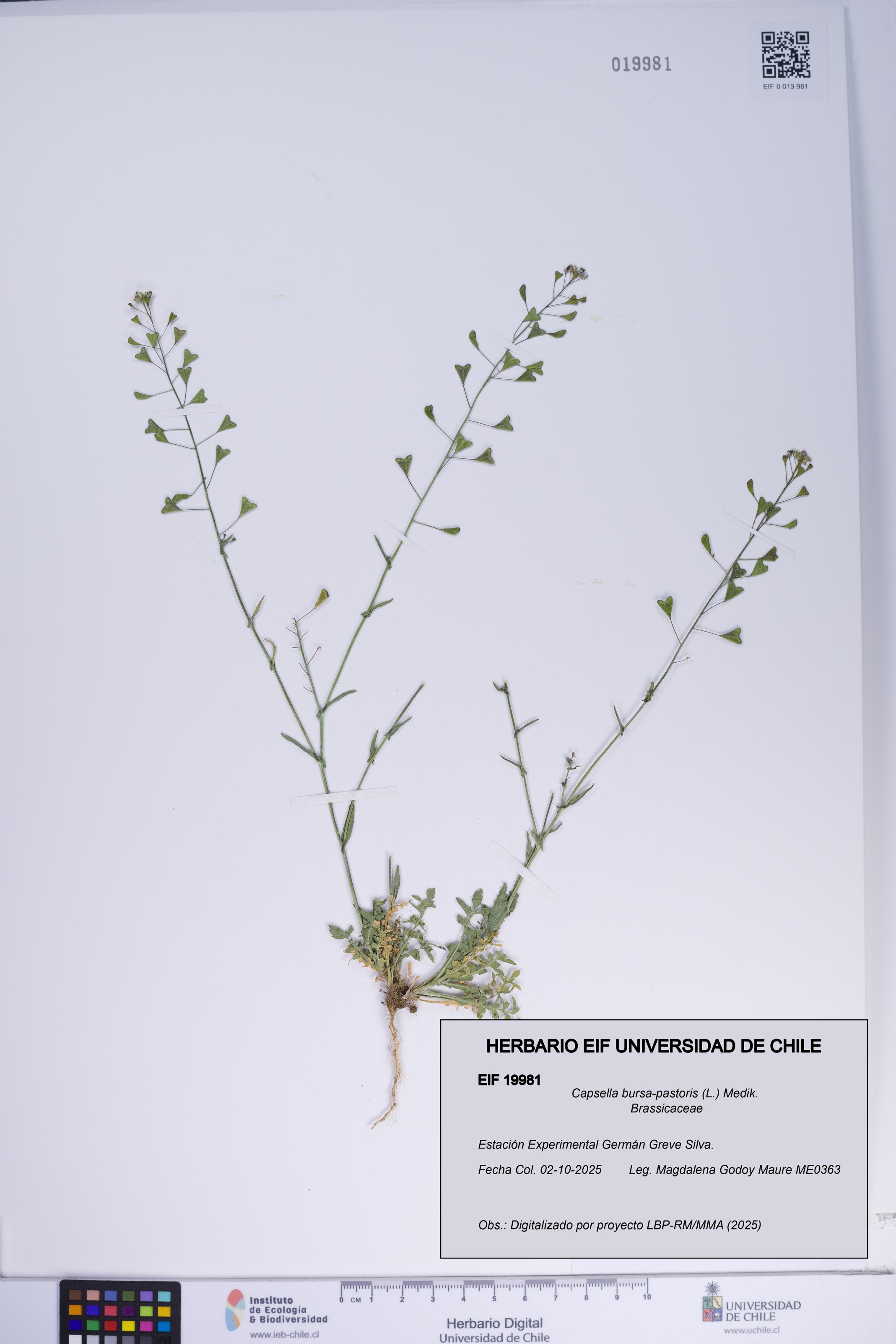 Capsella bursa-pastoris [Espécimen: ]