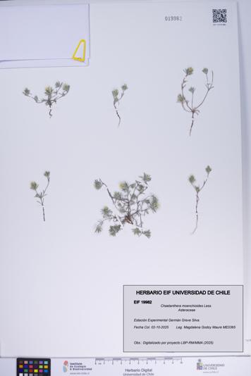 Chaetanthera moenchioides [Espécimen: ]