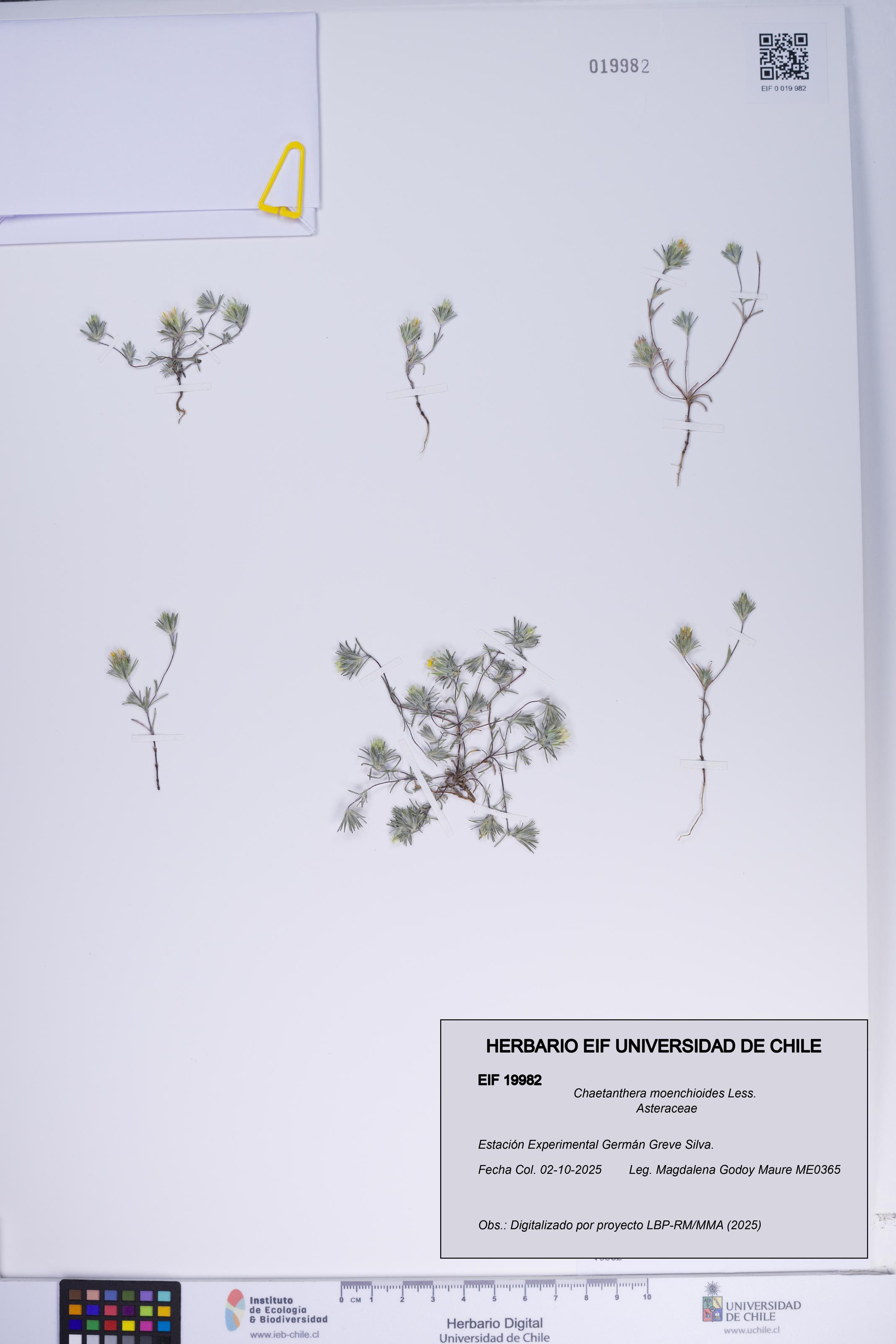 Chaetanthera moenchioides [Espécimen: ]