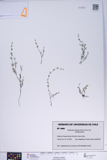 Pectocarya linearis [Espécimen: ]