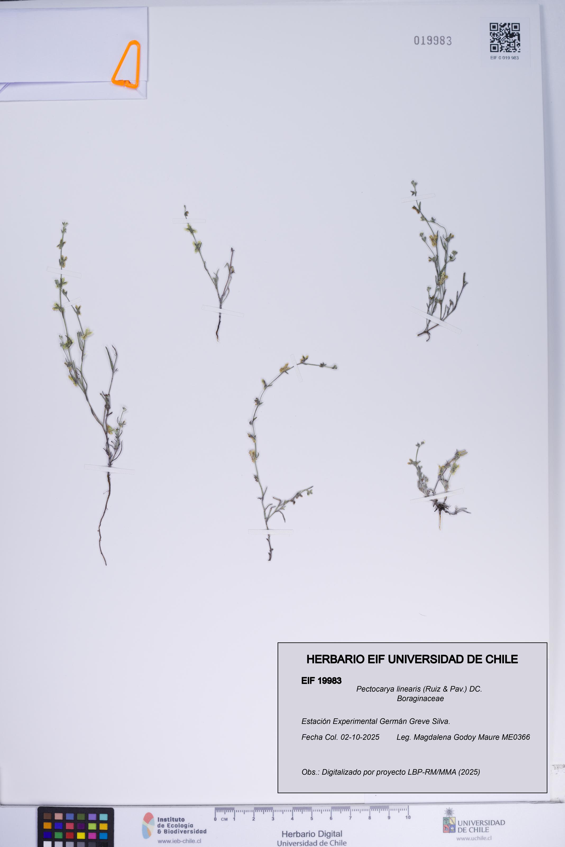 Pectocarya linearis [Espécimen: ]