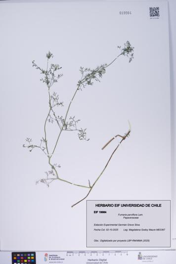 Fumaria parviflora [Espécimen: ]