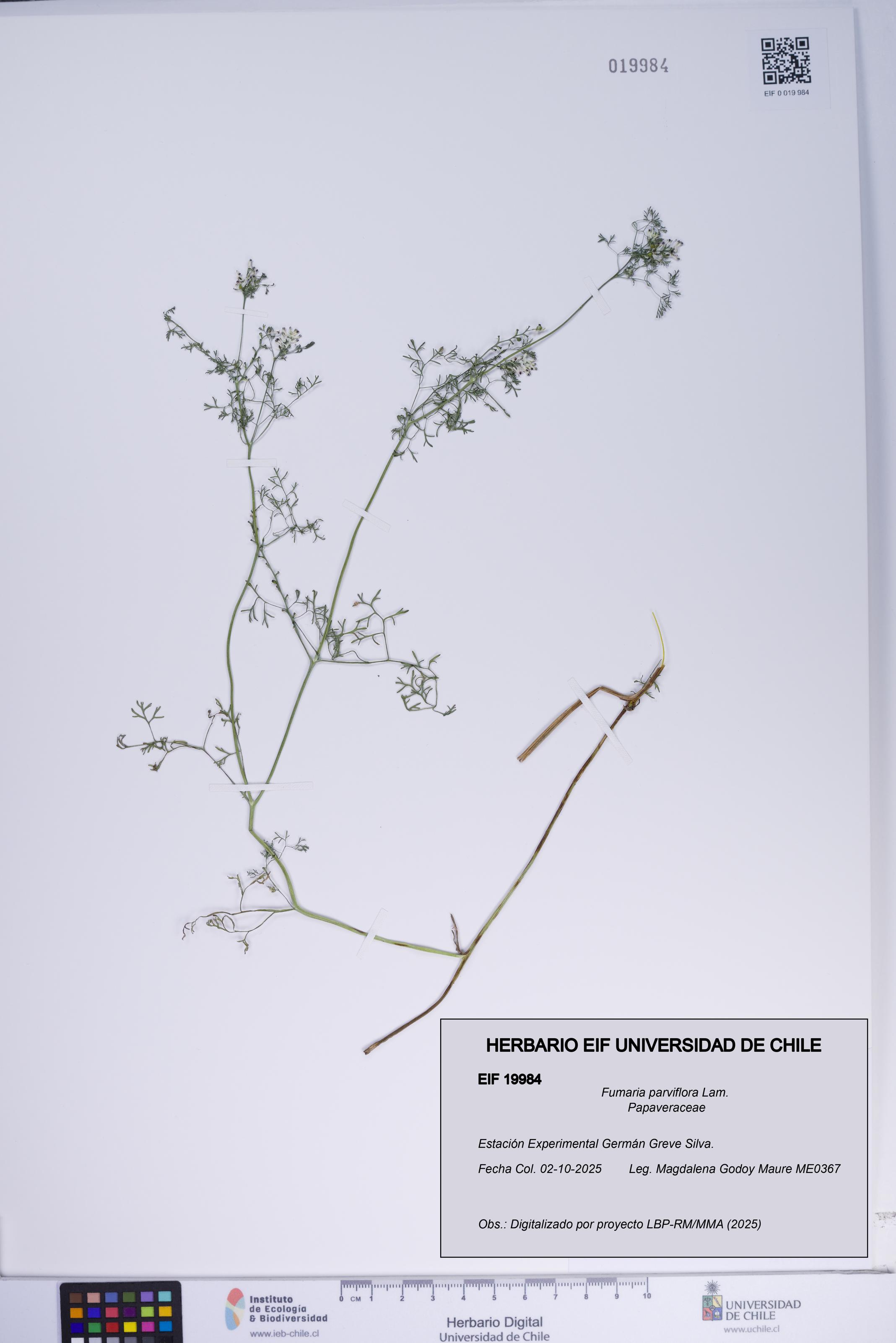 Fumaria parviflora [Espécimen: ]