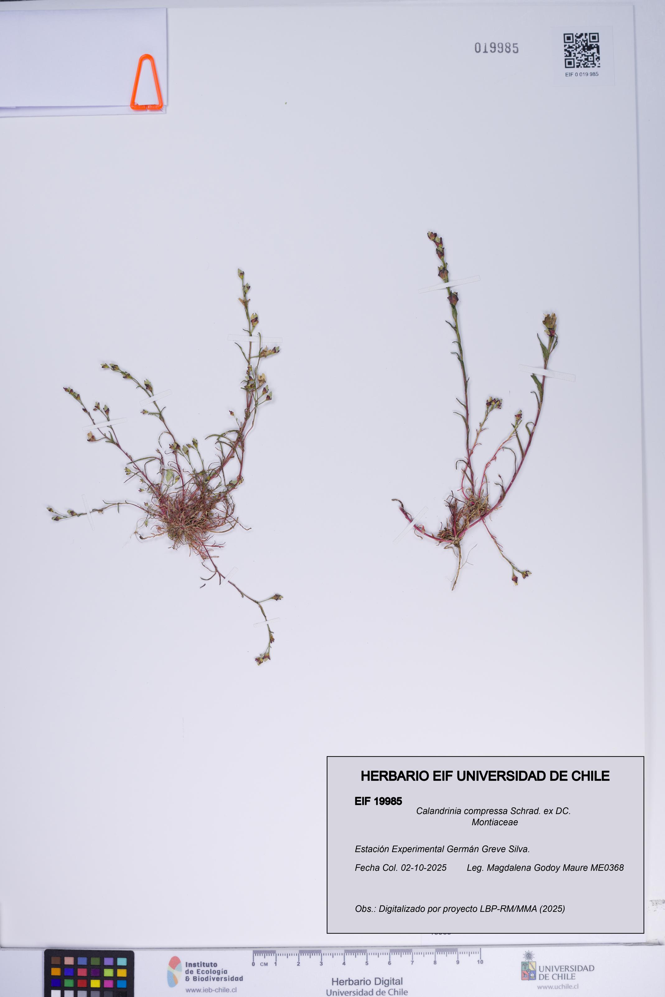 Calandrinia compressa [Espécimen: ]