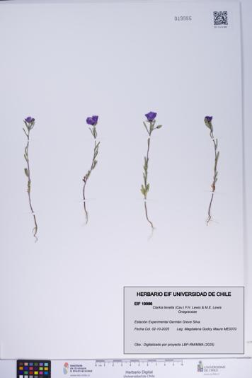 Clarkia tenella [Espécimen: ]