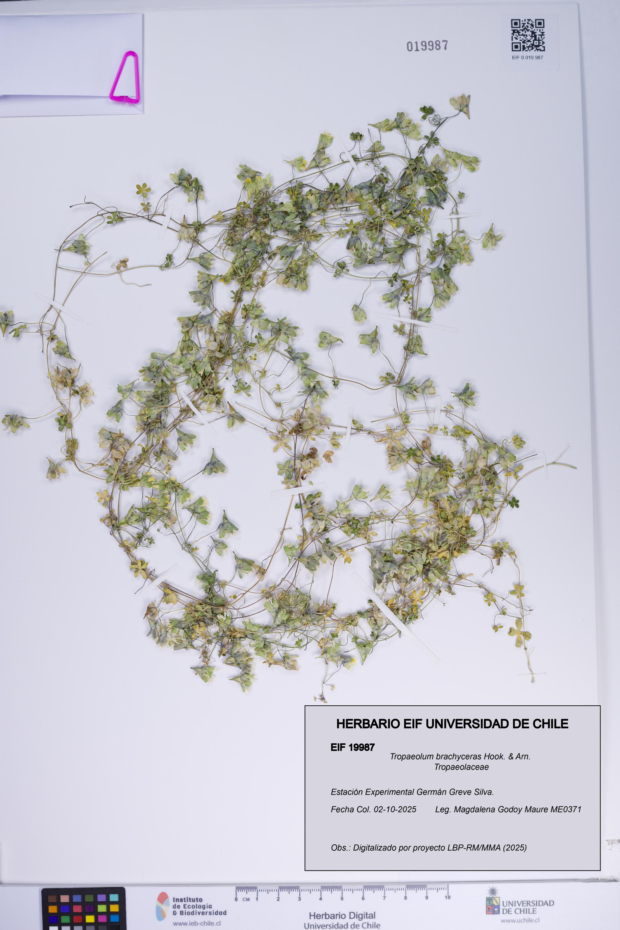 Tropaeolum brachyceras [Espécimen: ]