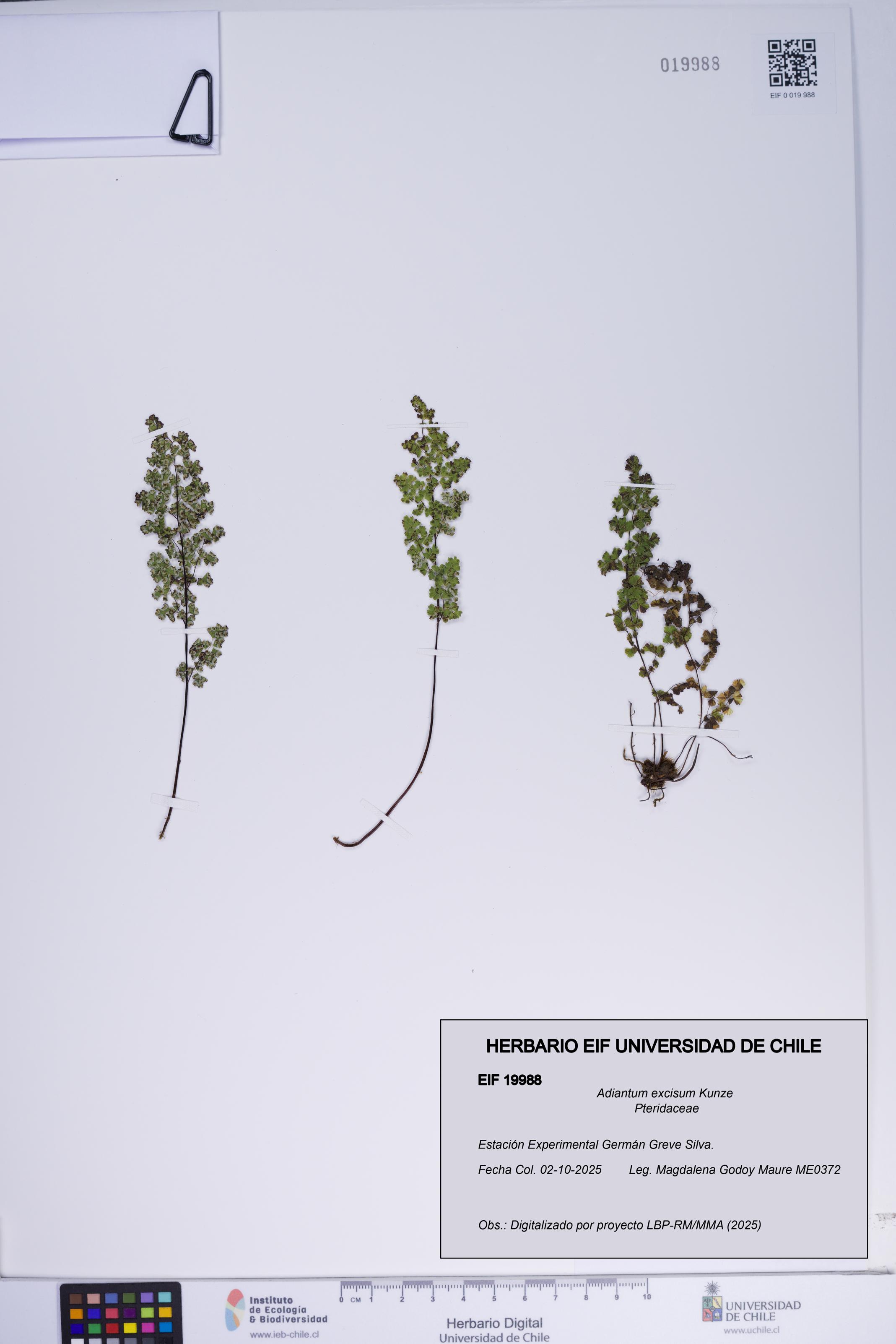 Adiantum excisum [Espécimen: ]