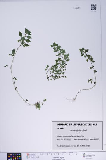 Parietaria debilis [Espécimen: ]