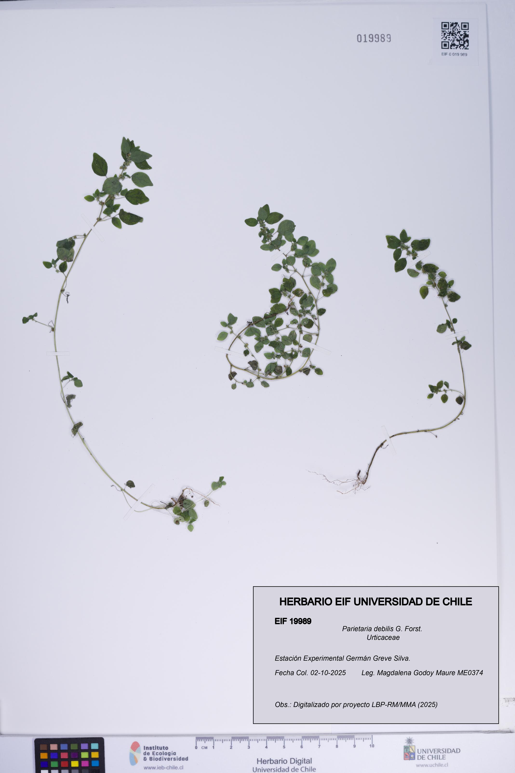 Parietaria debilis [Espécimen: ]