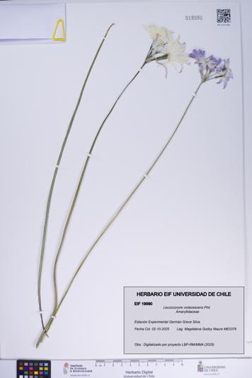 Leucocoryne violacescens [Espécimen: ]