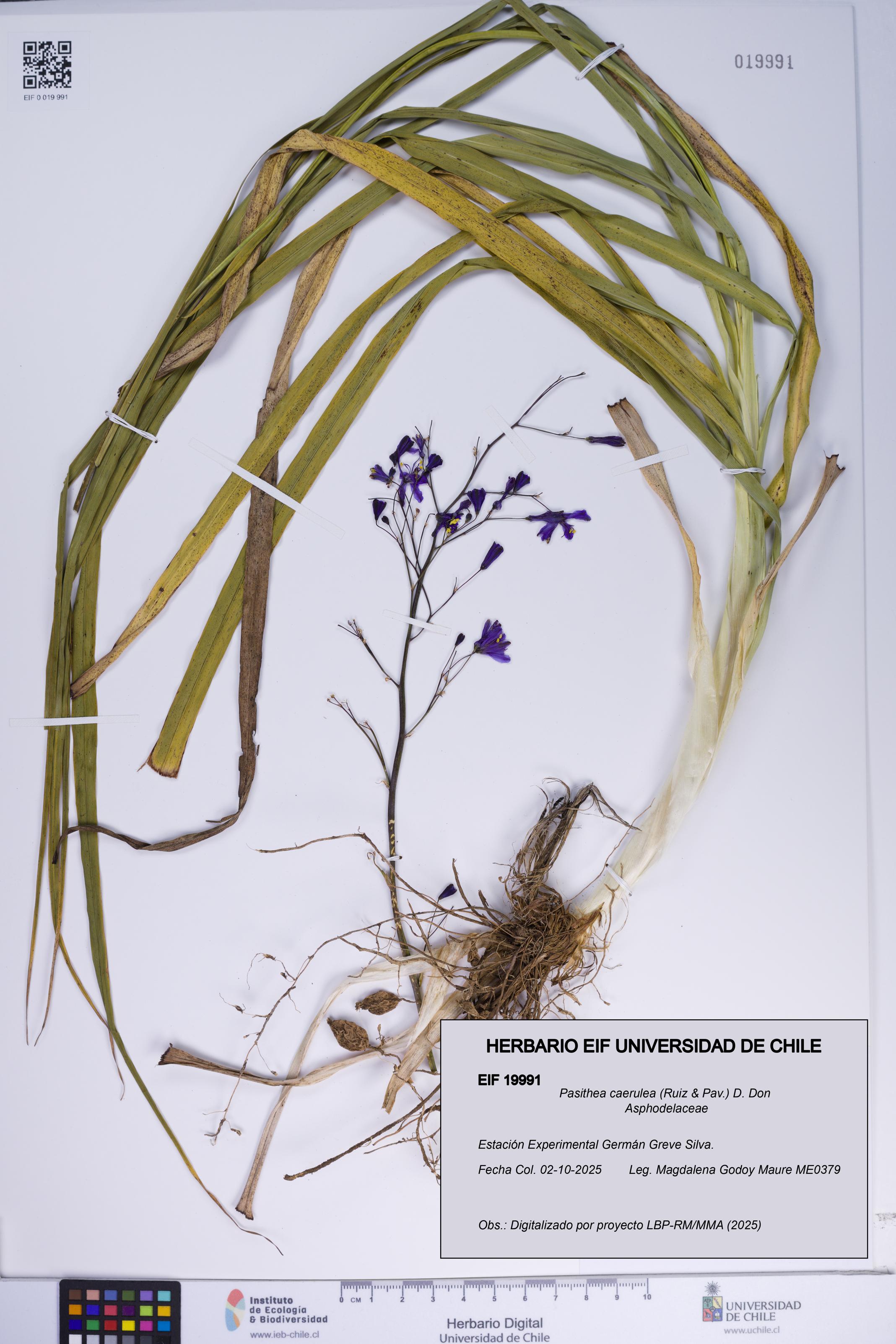 Pasithea caerulea [Espécimen: ]