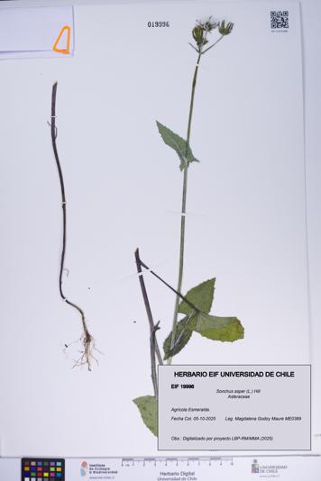 Sonchus asper [Espécimen: ]