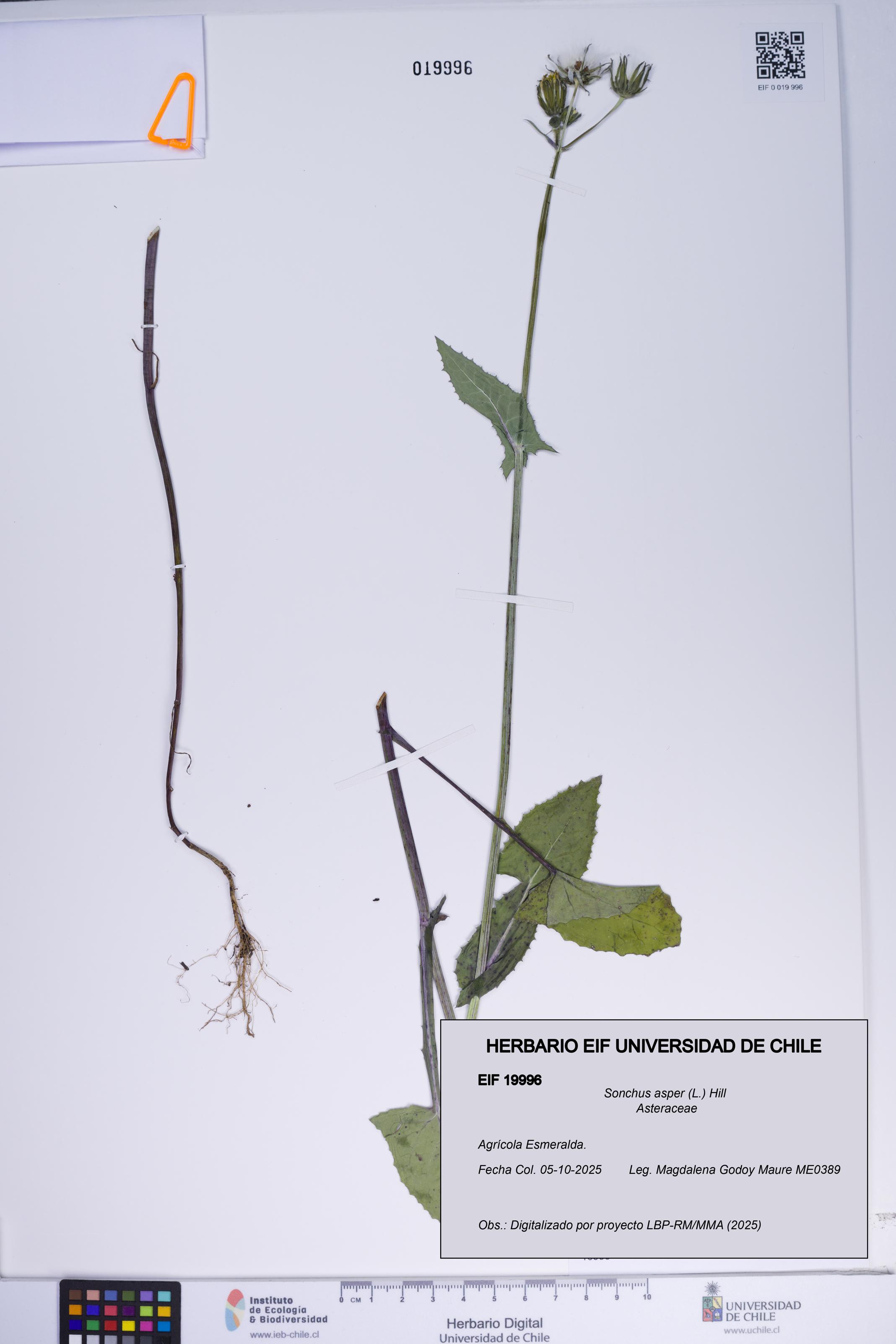 Sonchus asper [Espécimen: ]