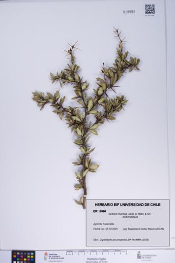 Berberis chilensis [Espécimen: ]