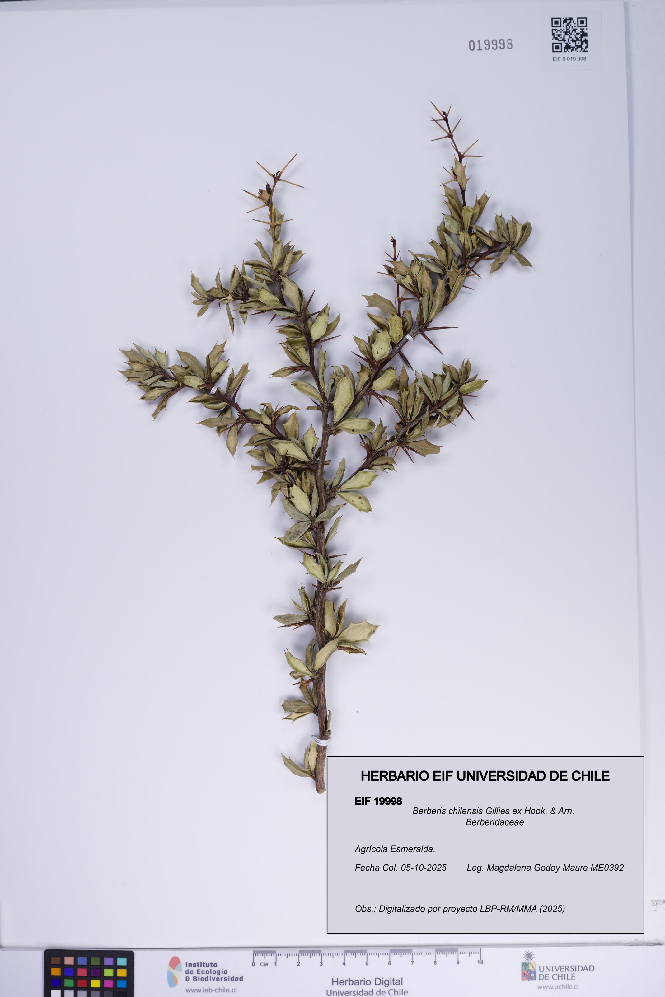 Berberis chilensis [Espécimen: ]