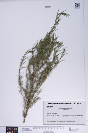 Baccharis paniculata [Espécimen: ]