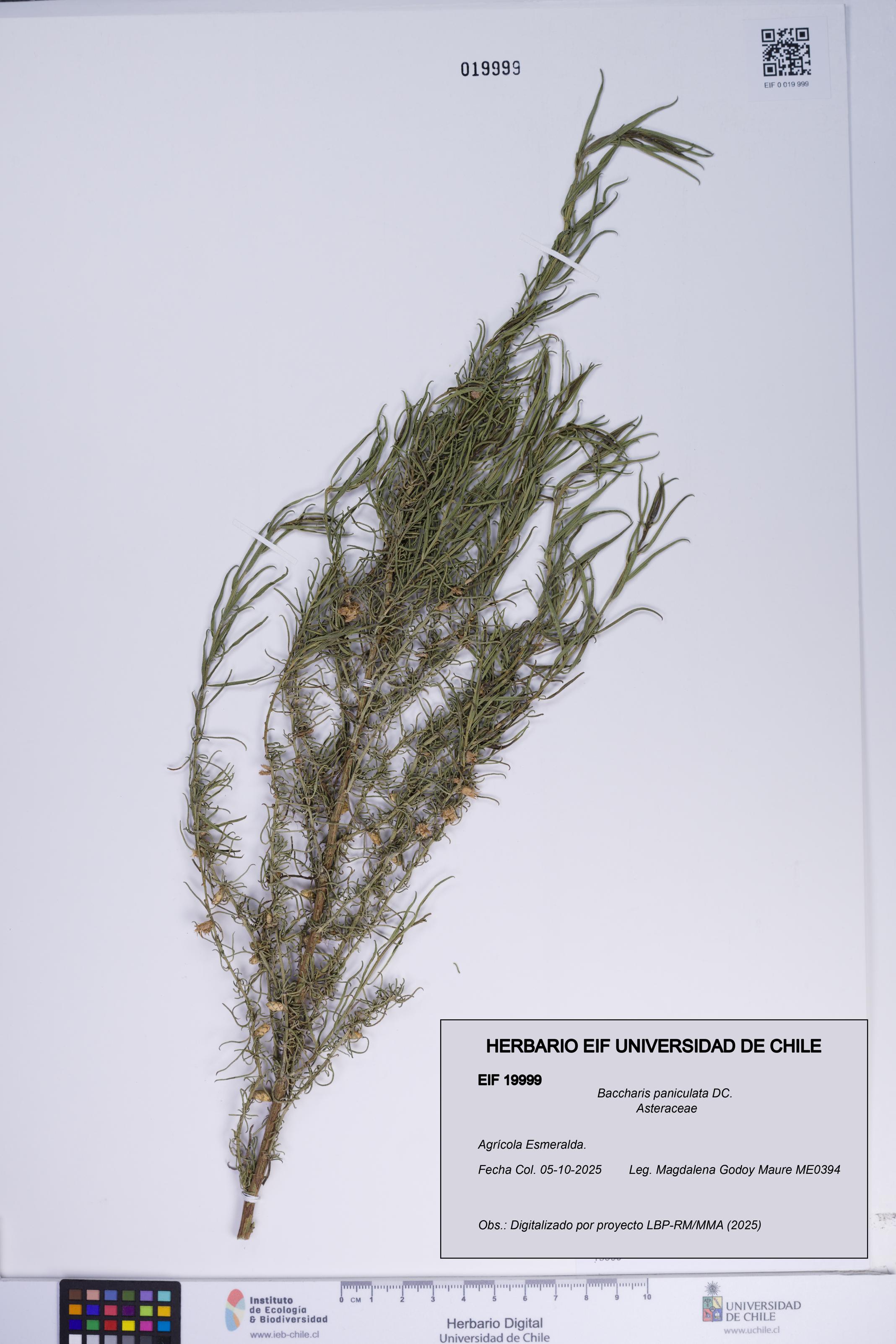 Baccharis paniculata [Espécimen: ]