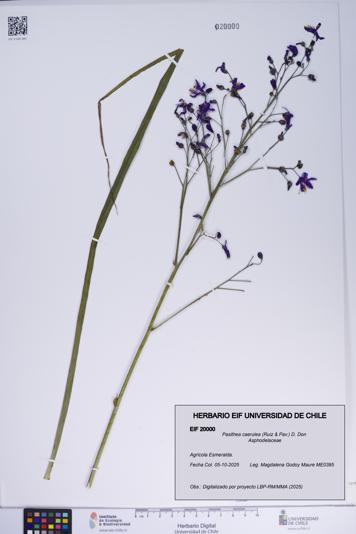 Pasithea caerulea [Espécimen: ]