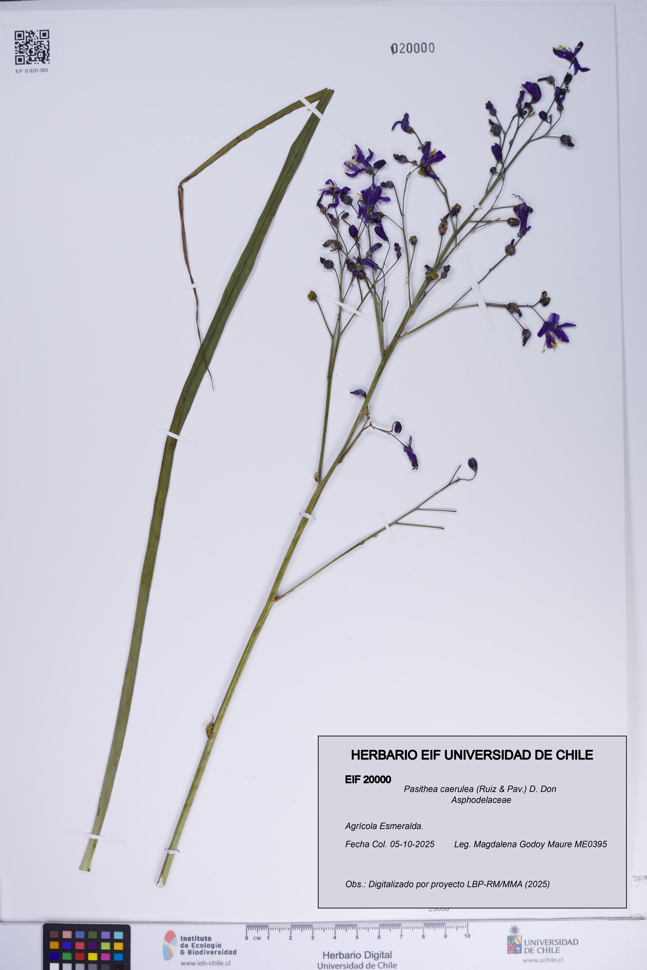 Pasithea caerulea [Espécimen: ]