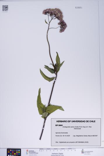 Aristeguietia salvia [Espécimen: ]
