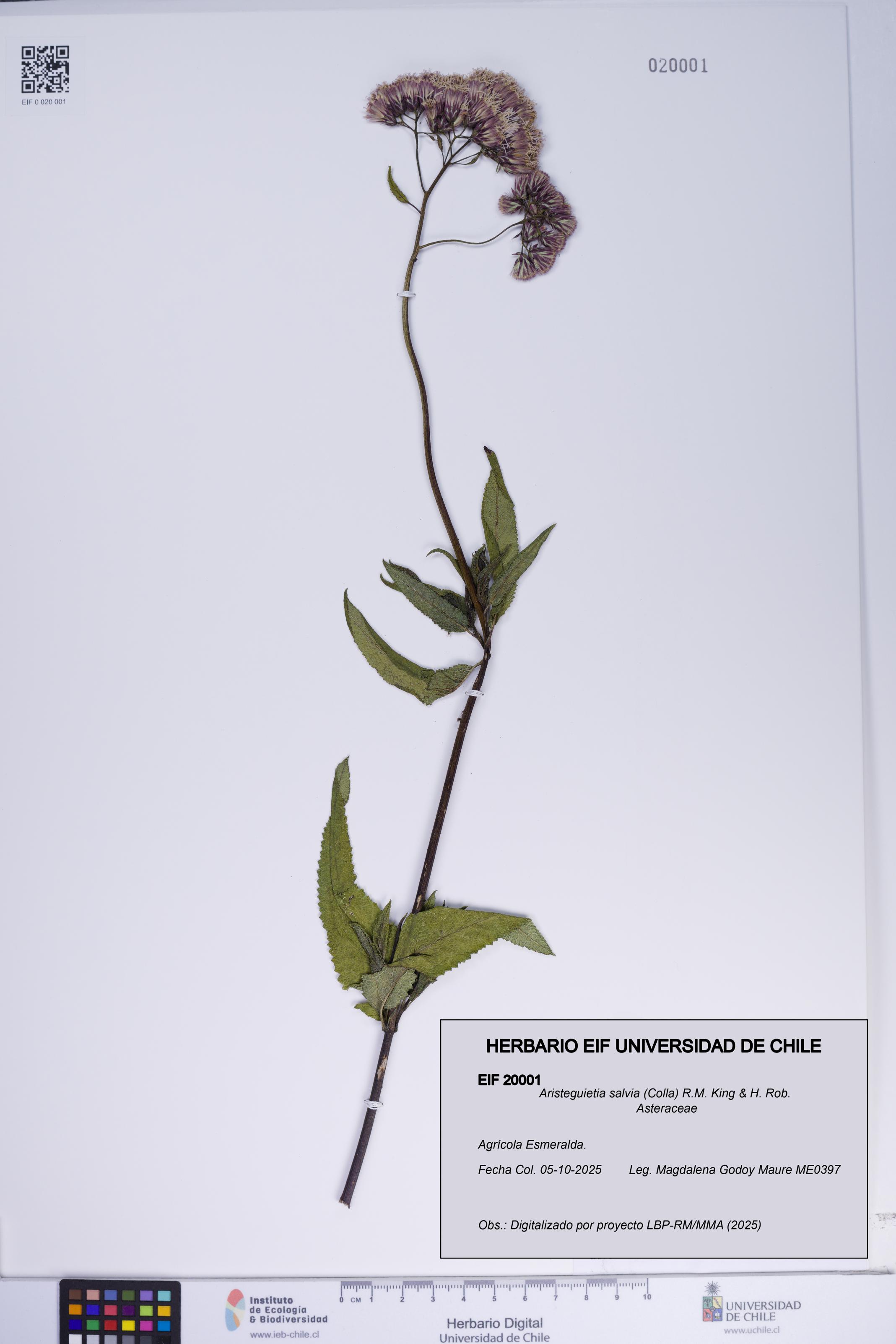 Aristeguietia salvia [Espécimen: ]