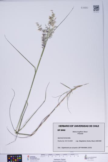 Melica longiflora [Espécimen: ]
