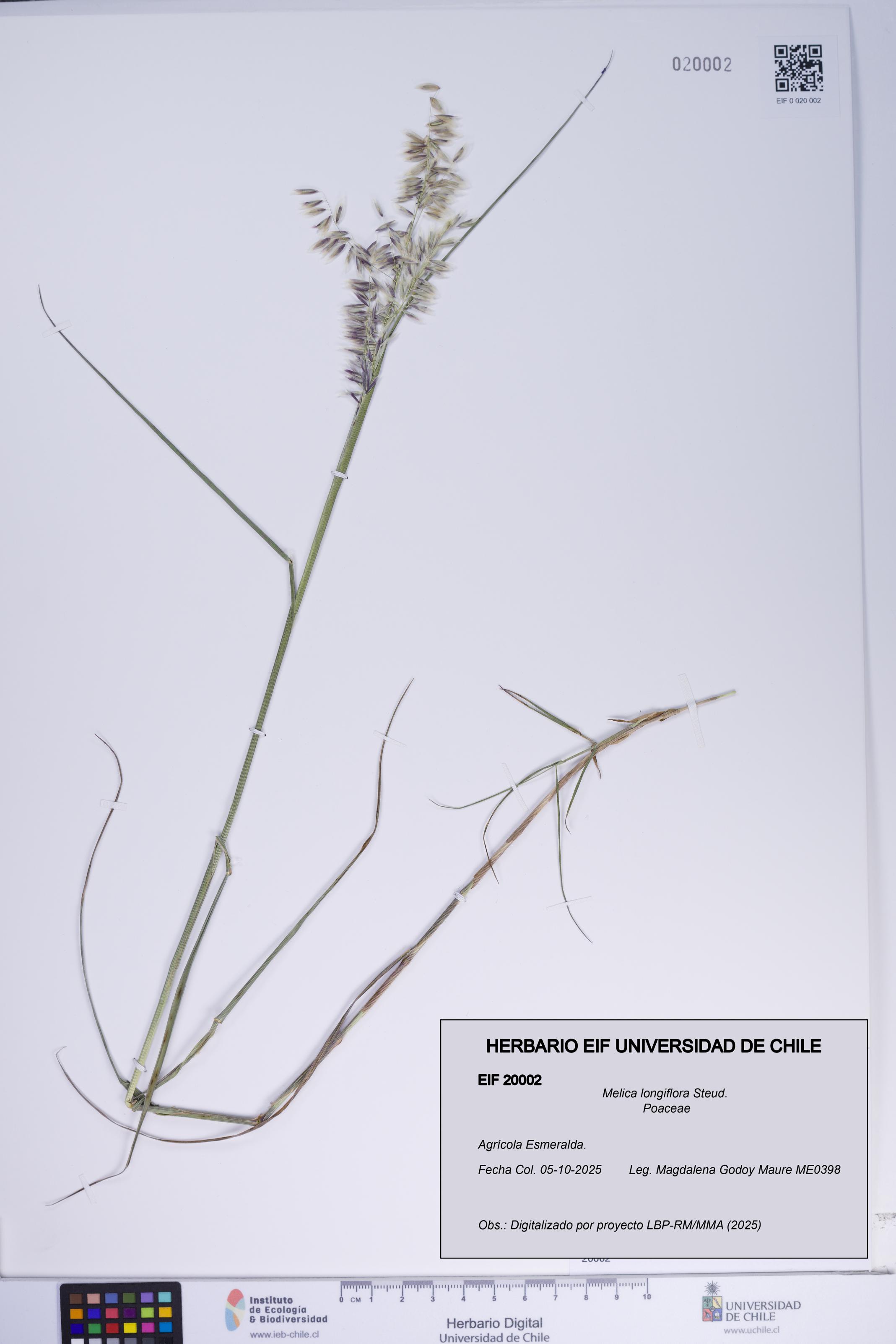 Melica longiflora [Espécimen: ]