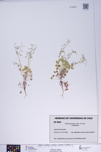Oxalis laxa var. laxa [Espécimen: ]