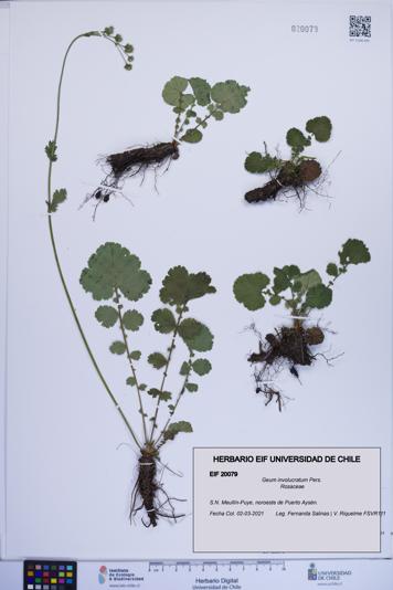 Geum involucratum [Espécimen: ]