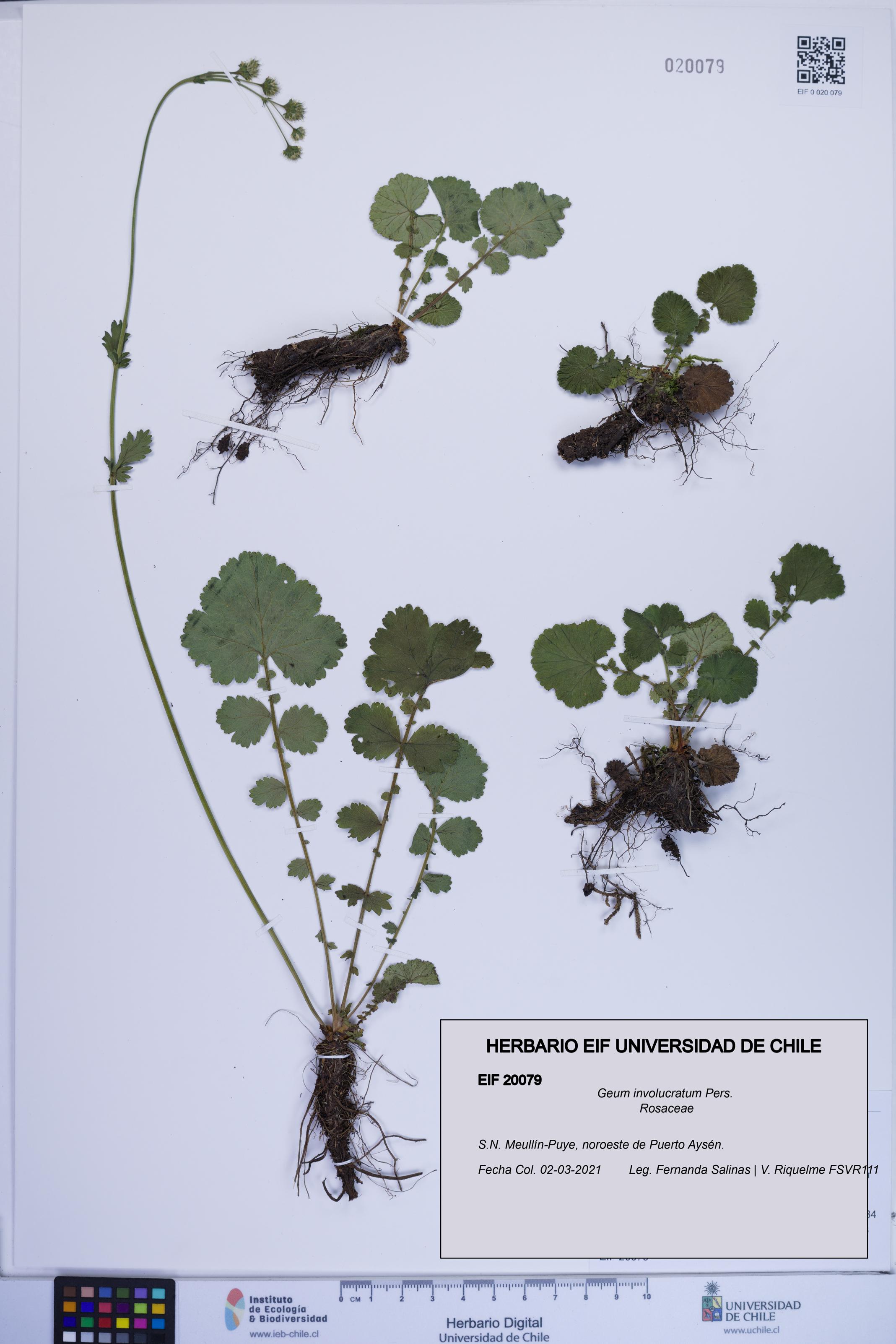 Geum involucratum [Espécimen: ]