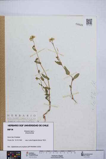 Brassica rapa [Espécimen: UCH:SQF:0000026]