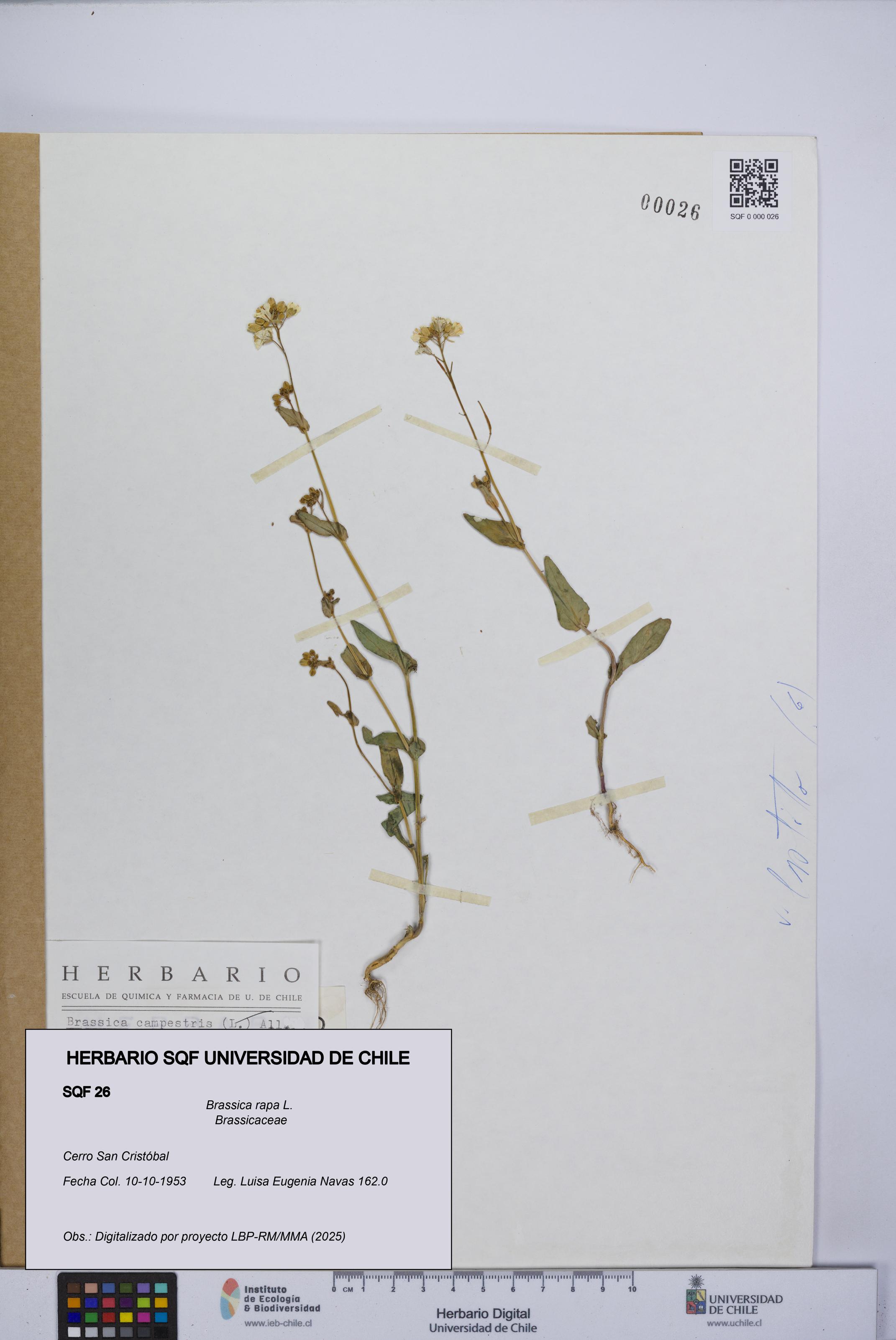 Brassica rapa [Espécimen: UCH:SQF:0000026]