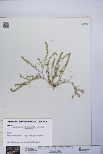 Lepidium strictum [Espécimen: UCH:SQF:0000117]