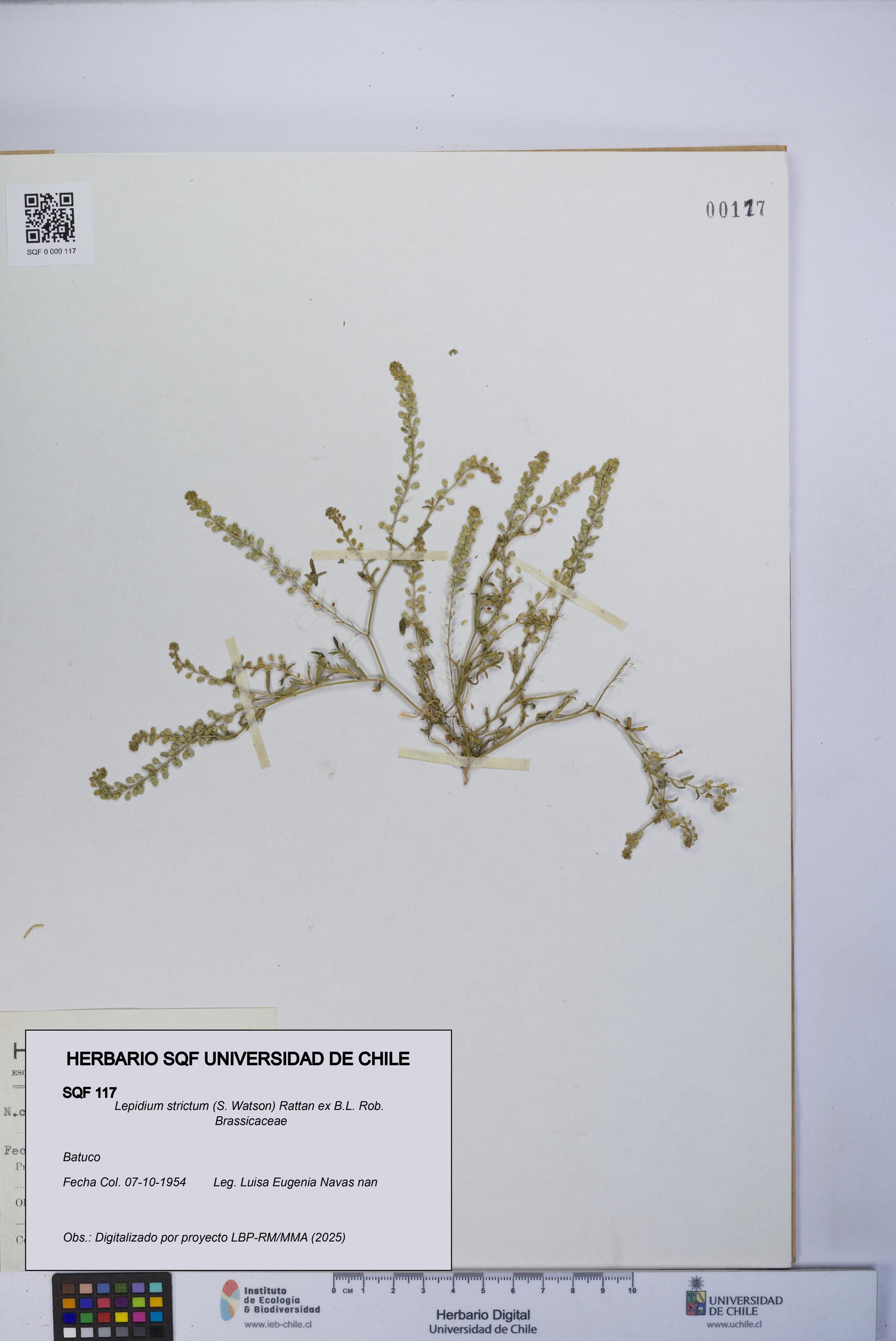 Lepidium strictum [Espécimen: UCH:SQF:0000117]