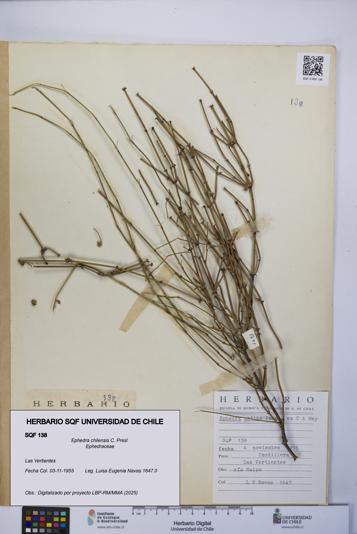 Ephedra chilensis [Espécimen: UCH:SQF:0000138]