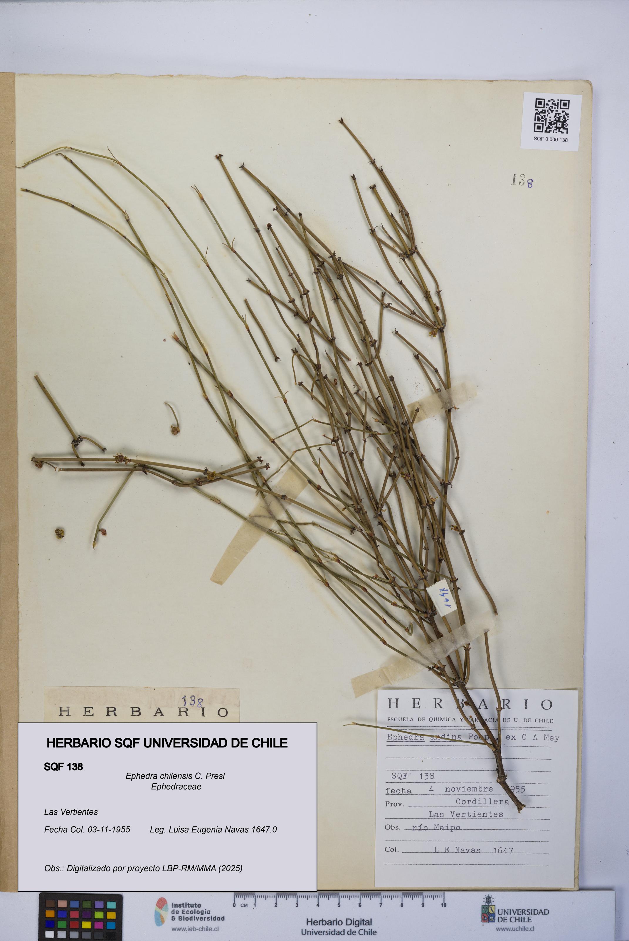 Ephedra chilensis [Espécimen: UCH:SQF:0000138]