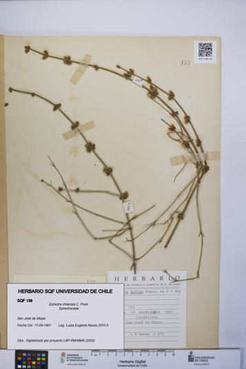 Ephedra chilensis [Espécimen: UCH:SQF:0000139]
