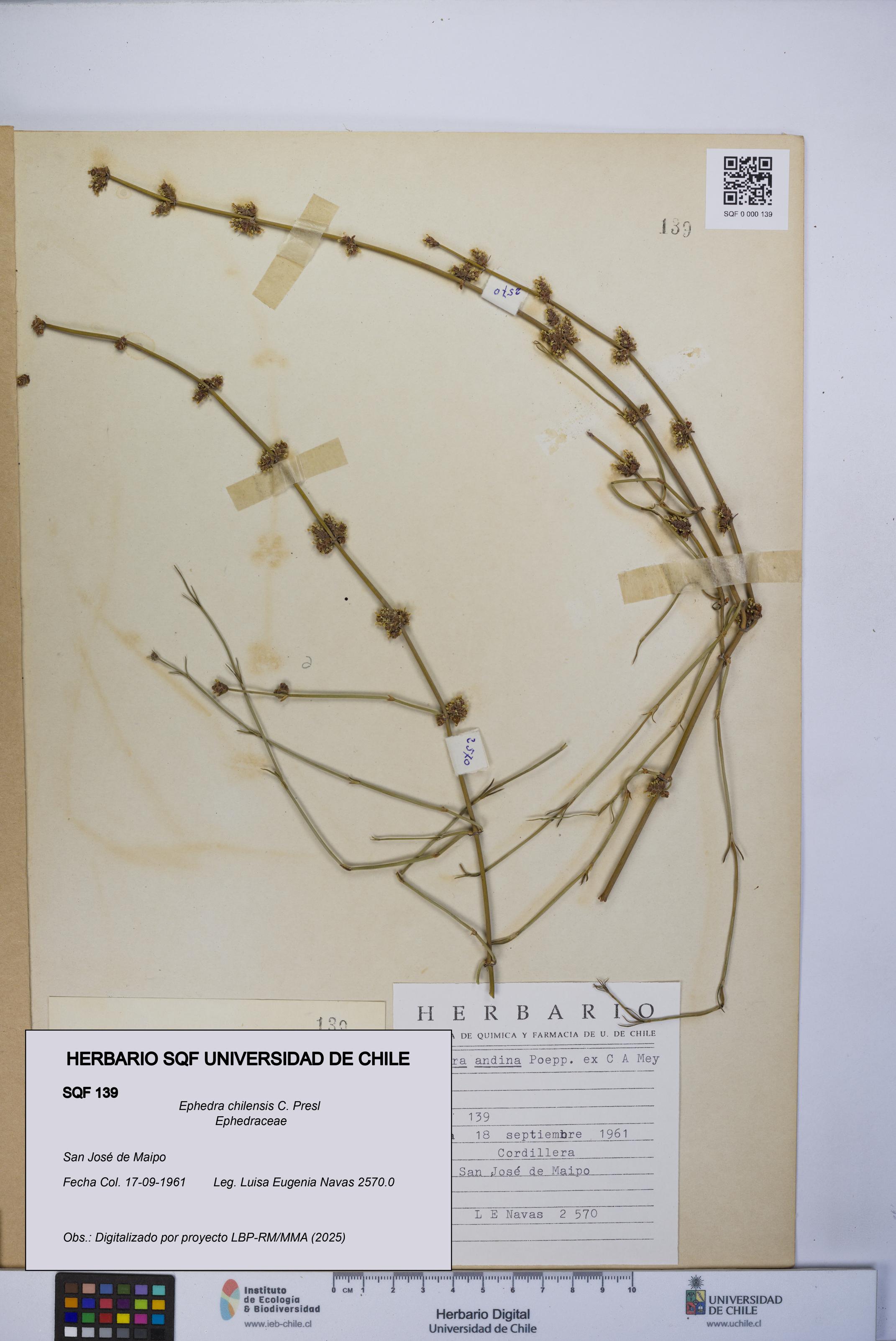 Ephedra chilensis [Espécimen: UCH:SQF:0000139]