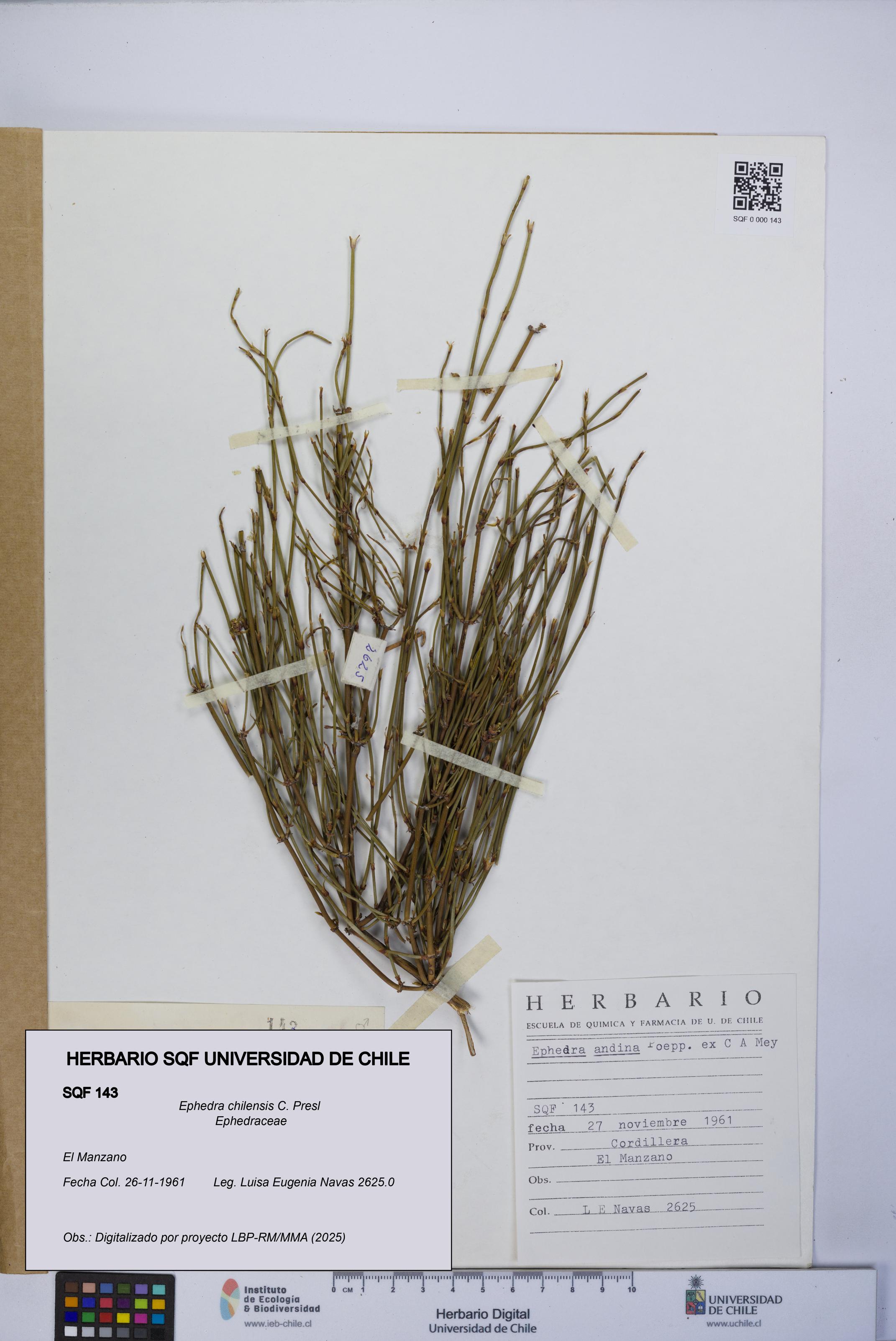 Ephedra chilensis [Espécimen: UCH:SQF:0000143]
