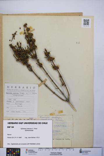 Ephedra chilensis [Espécimen: UCH:SQF:0000149]