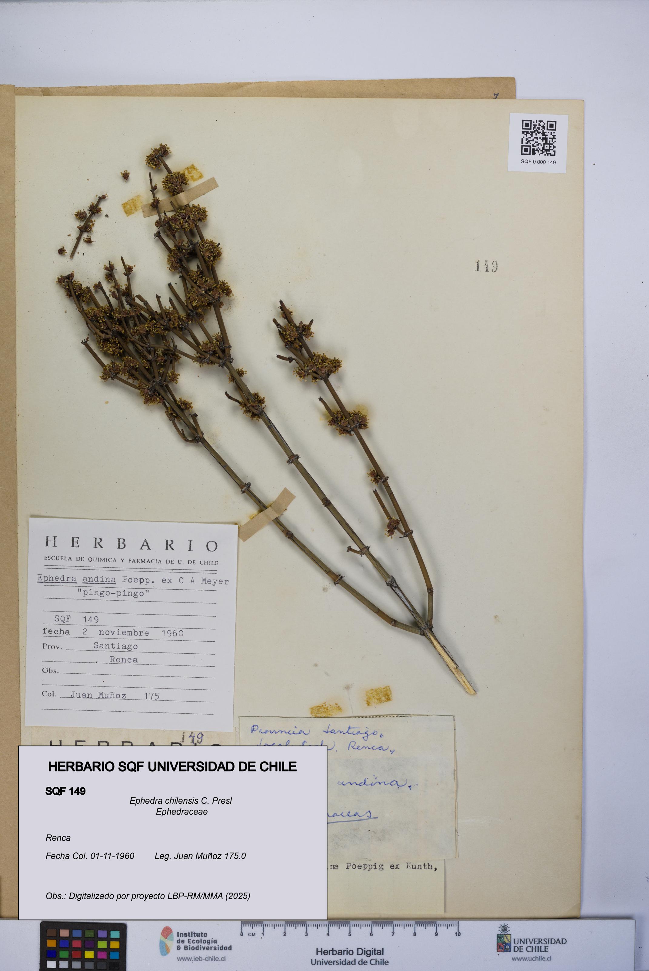 Ephedra chilensis [Espécimen: UCH:SQF:0000149]