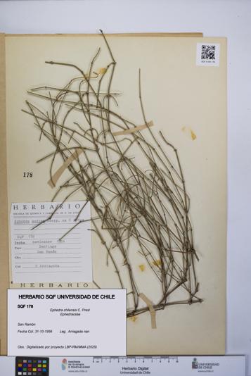 Ephedra chilensis [Espécimen: UCH:SQF:0000178]