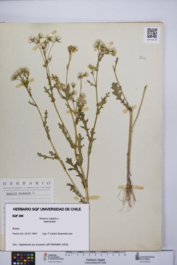 Senecio vulgaris [Espécimen: UCH:SQF:0000256]